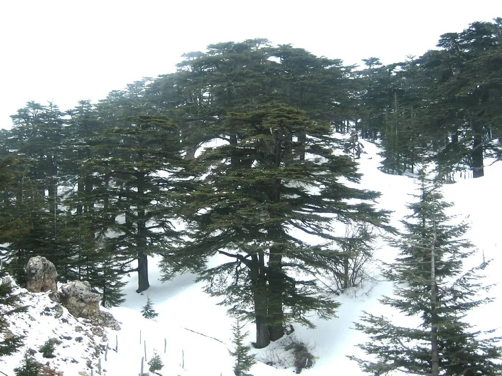 Cedars of God